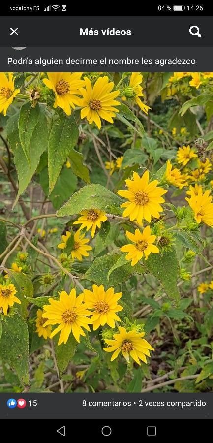 Silphium radula flower