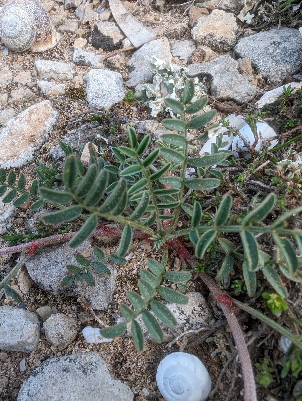 Sulla spinosissima leaf