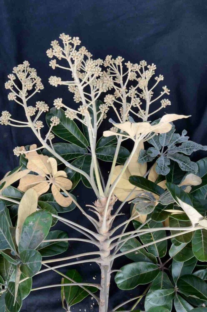 Didymopanax macrocarpus — related species from the same genus