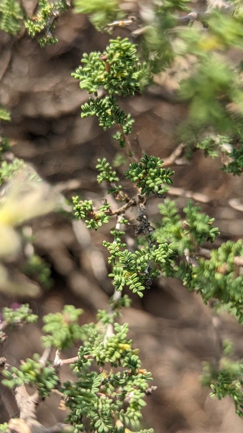Dalea formosa — houseplant care guide