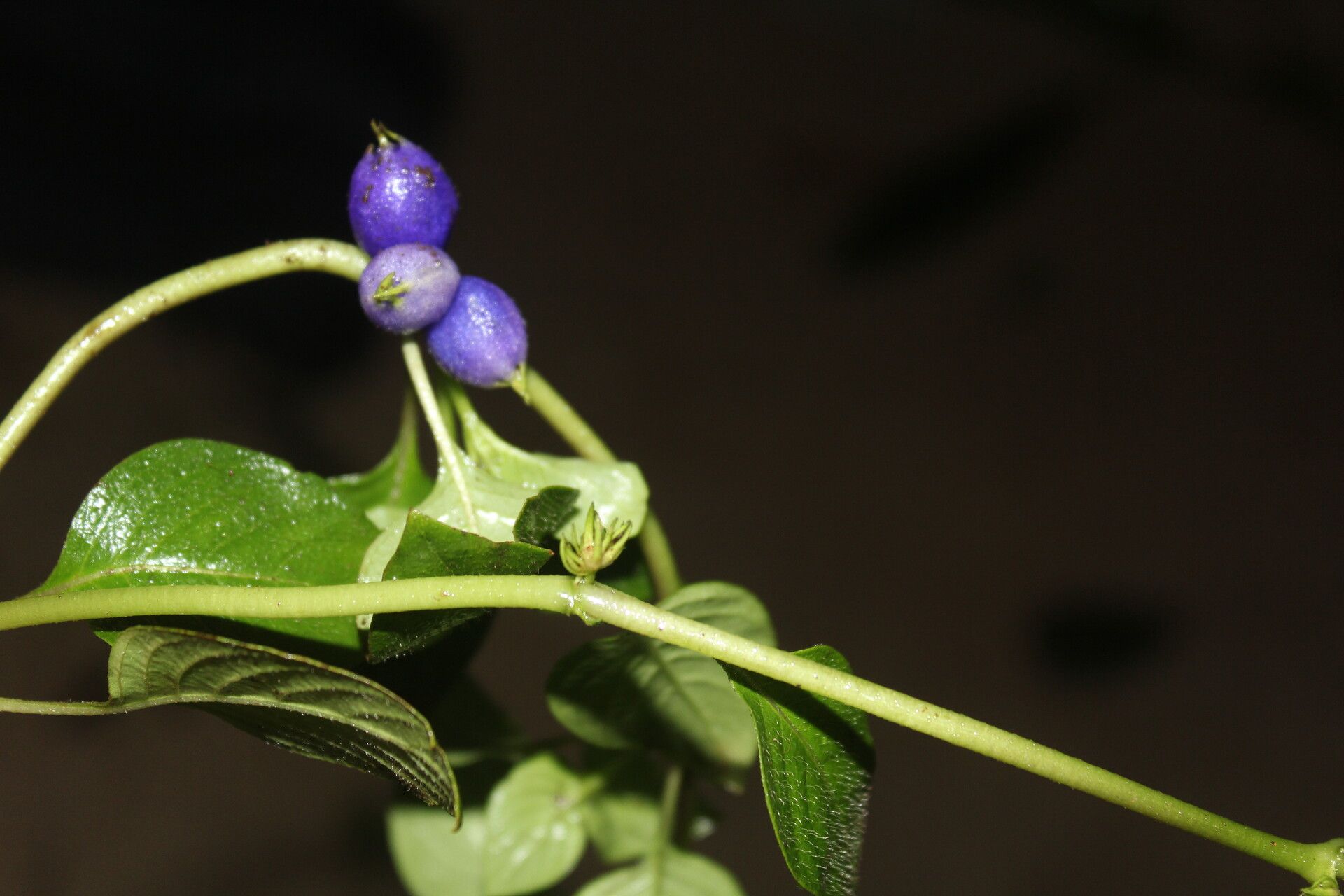 Coccocypselum hispidulum fruit