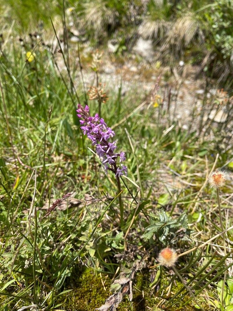 Gymnadenia pyrenaica flower