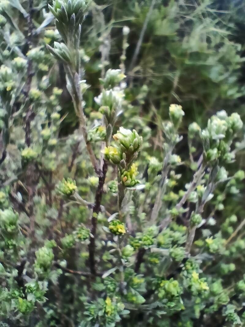 Thymelaea argentata — related species from the same genus