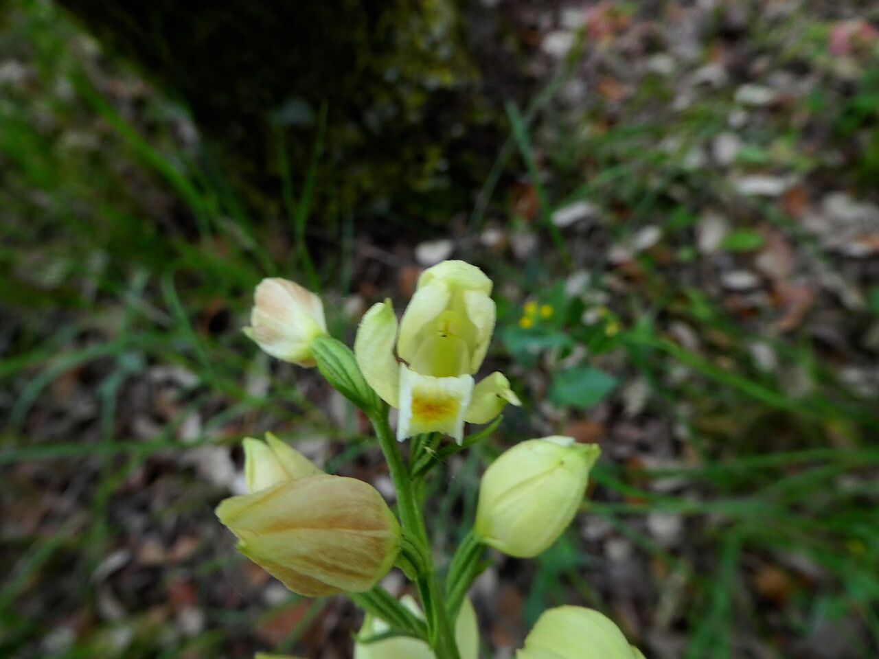 Cephalanthera damasonium flower