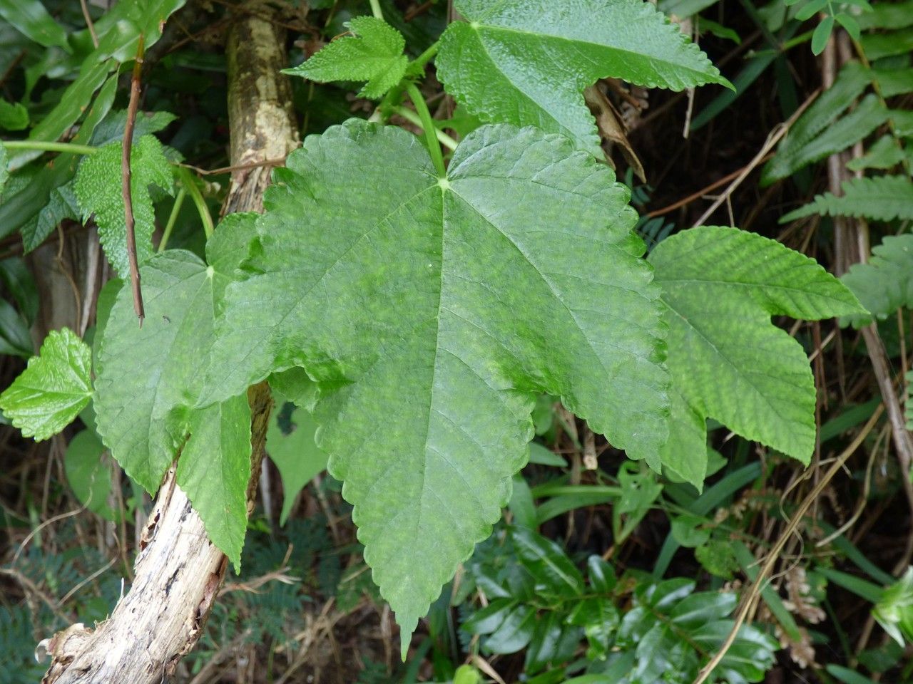 Obetia ficifolia leaf