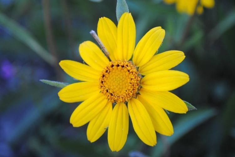 Helianthella californica flower