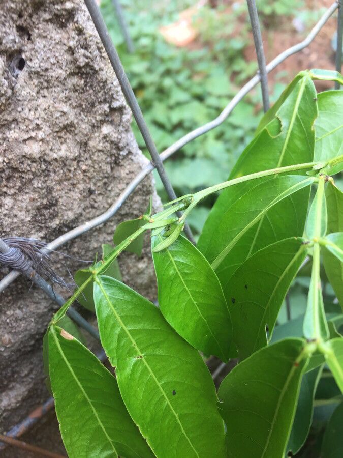 Inga laurina — search result for 'Inga'