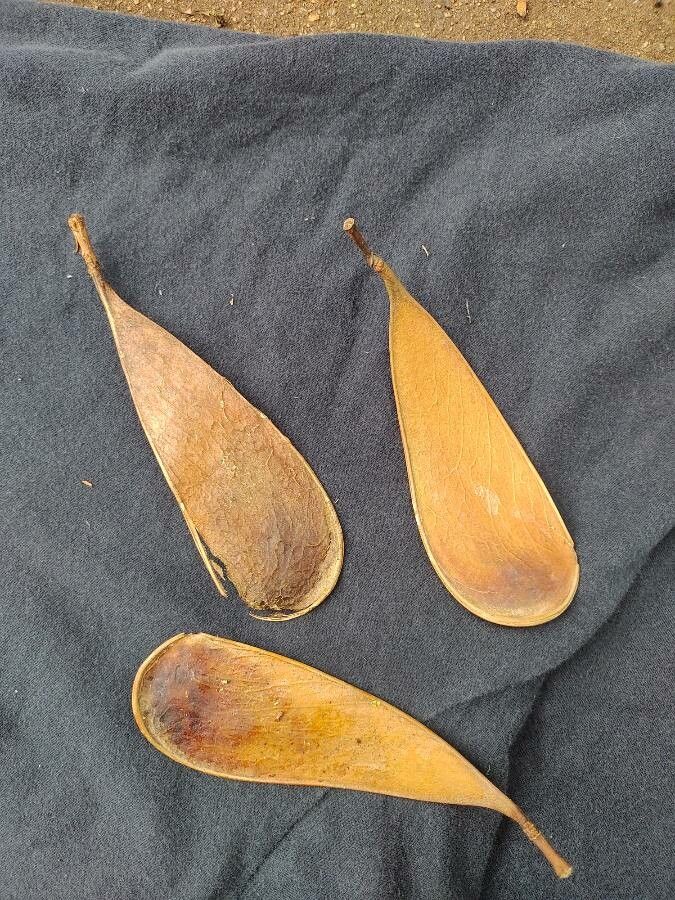 Schizolobium parahyba fruit