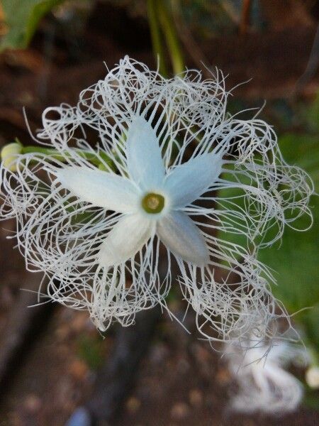 Trichosanthes cucumerina flower