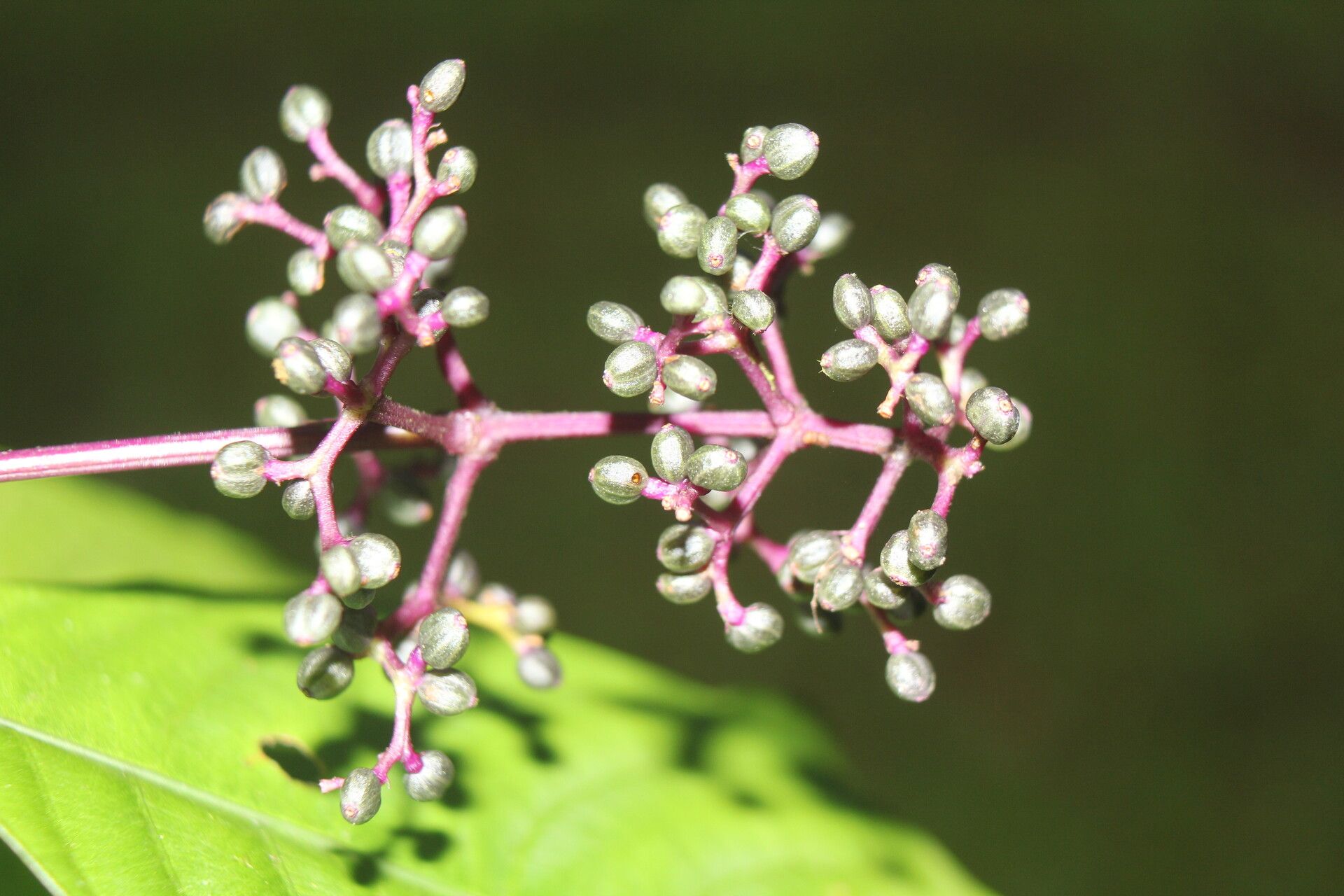 Psychotria microbotrys flower