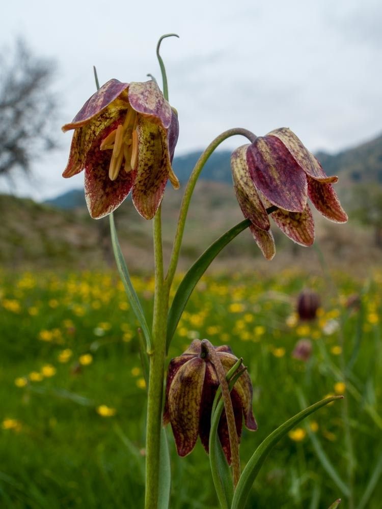 Fritillaria orientalis flower