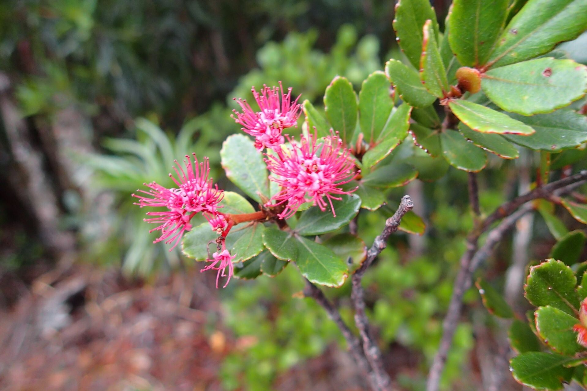 Cunonia lenormandii flower