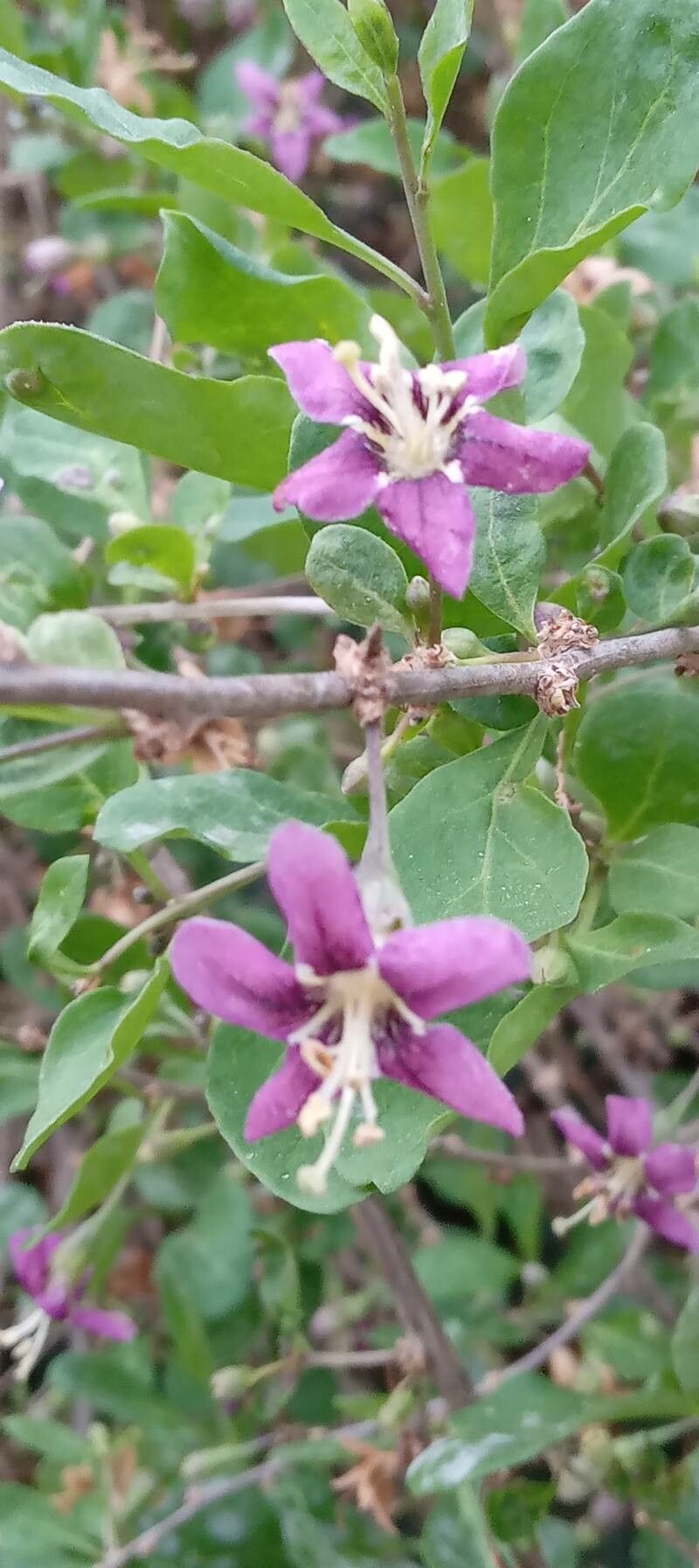 Lycium chinense flower
