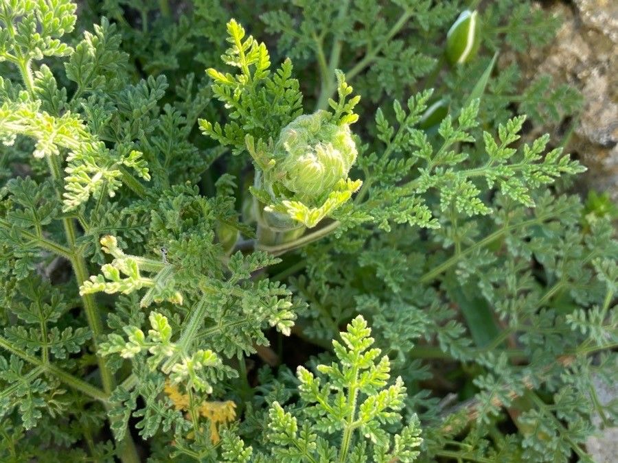 Athamanta sicula flower