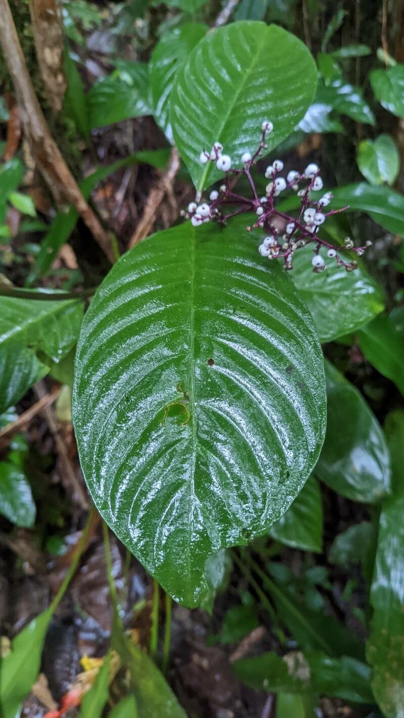 Psychotria deflexa leaf