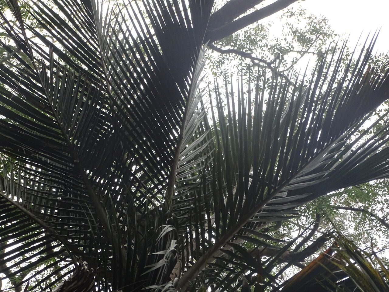 Rhopalostylis baueri leaf