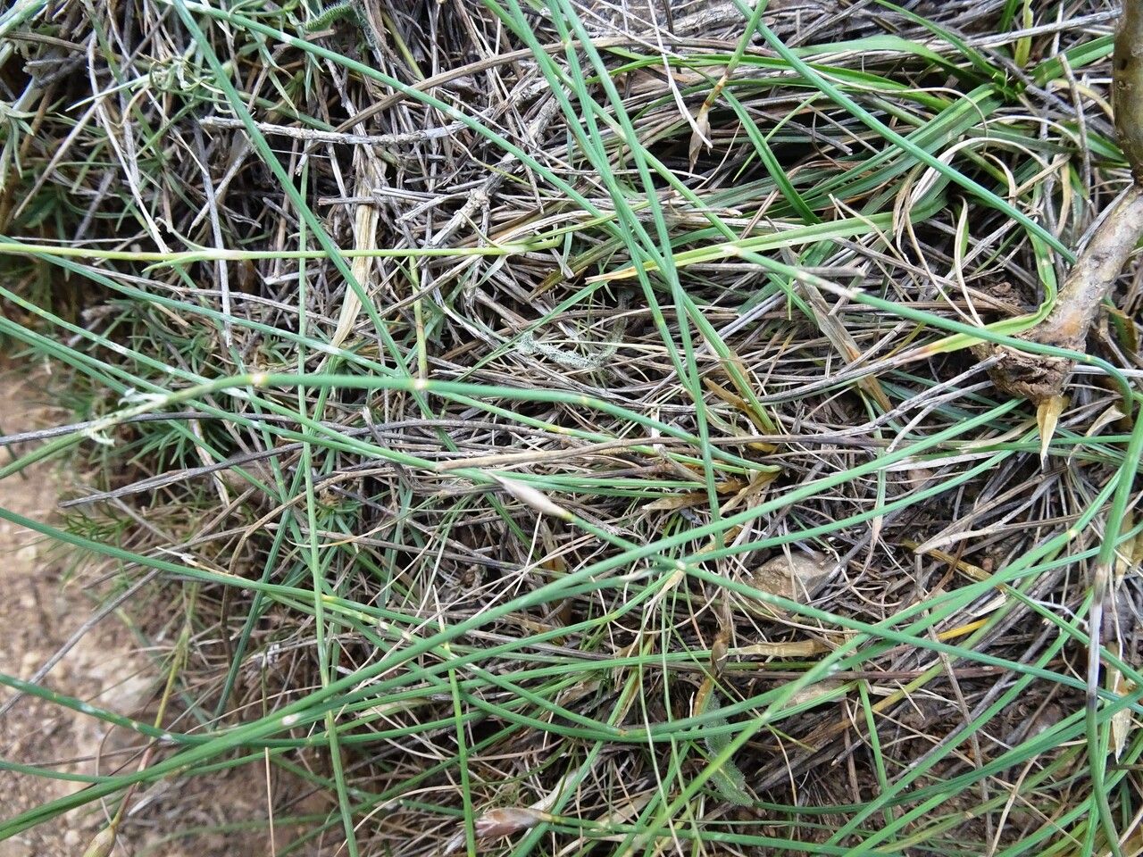 Aphyllanthes monspeliensis — search result for 'Asparagaceae'