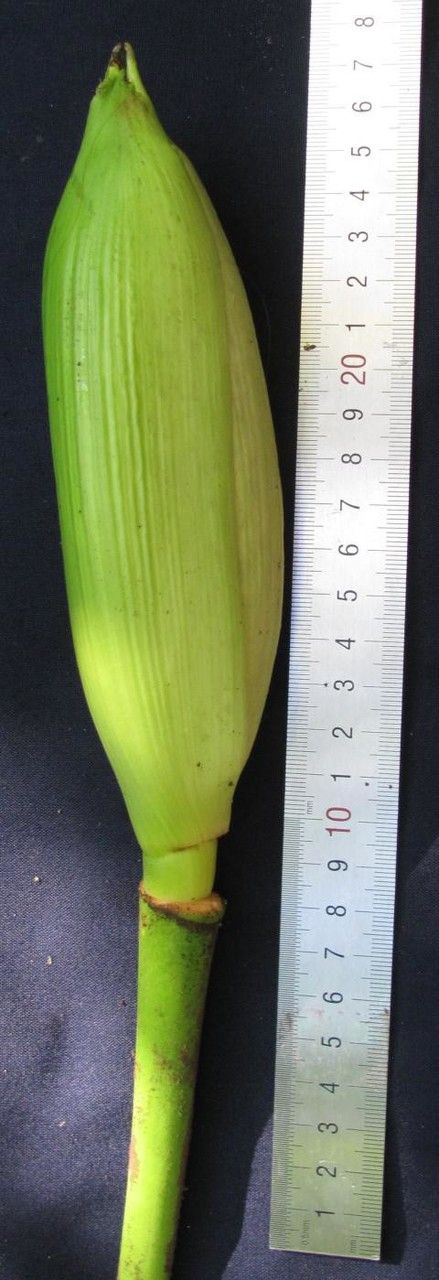 Carludovica rotundifolia fruit