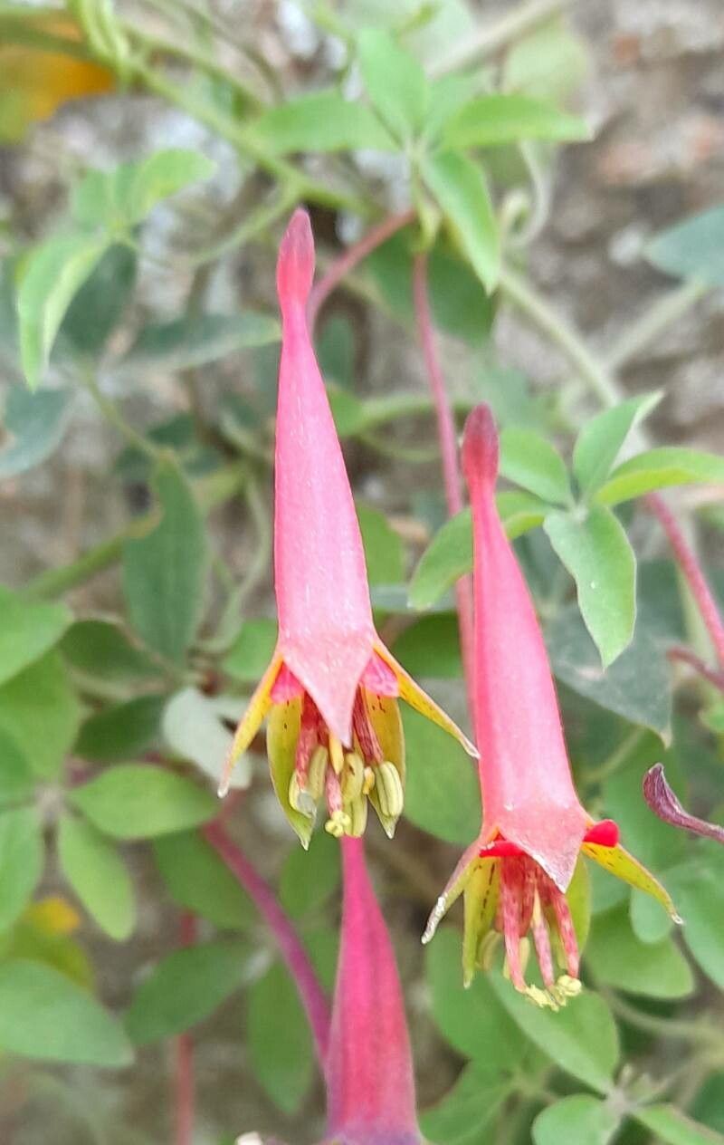 Tropaeolum pentaphyllum flower