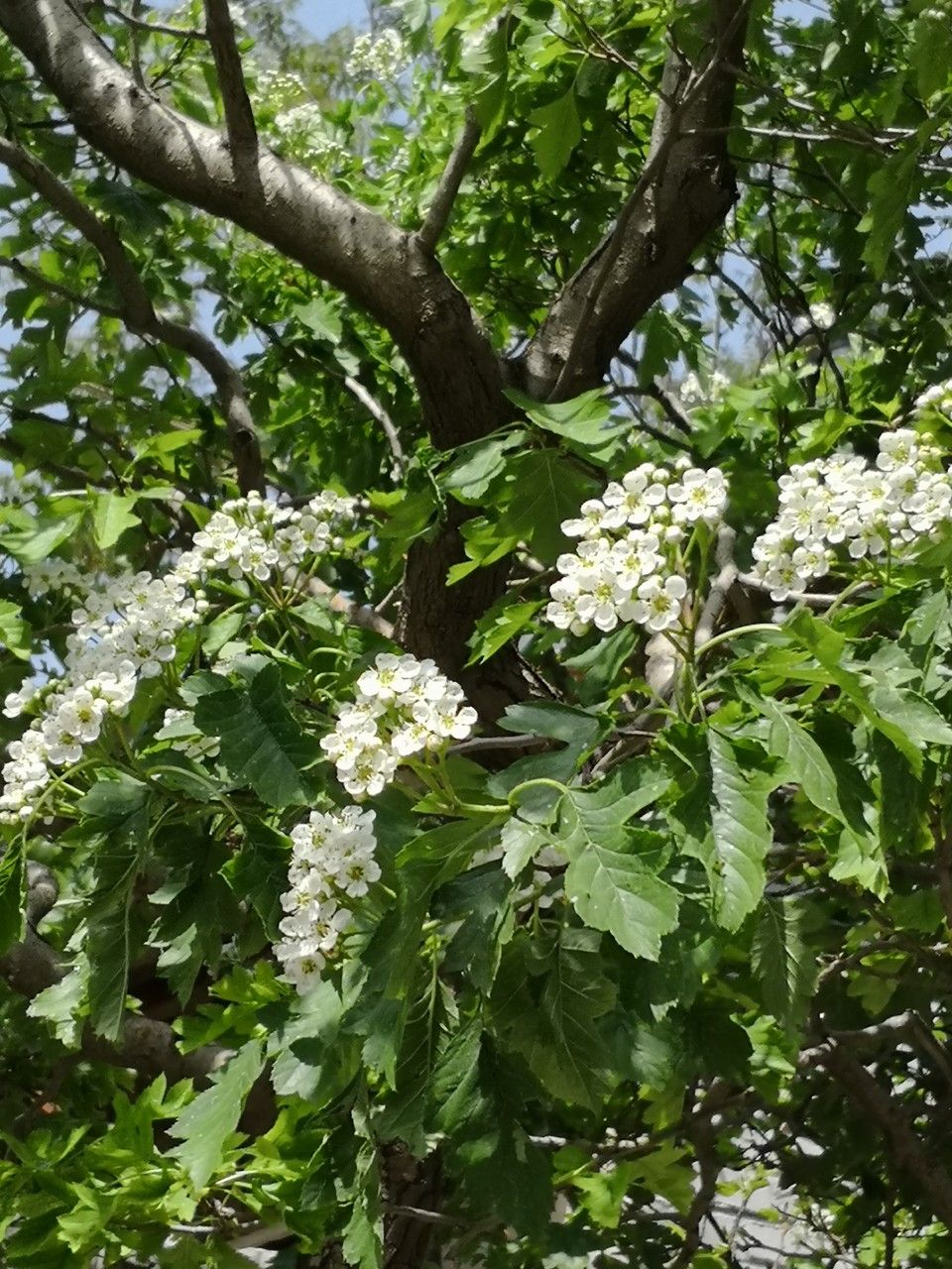Crataegus pinnatifida flower