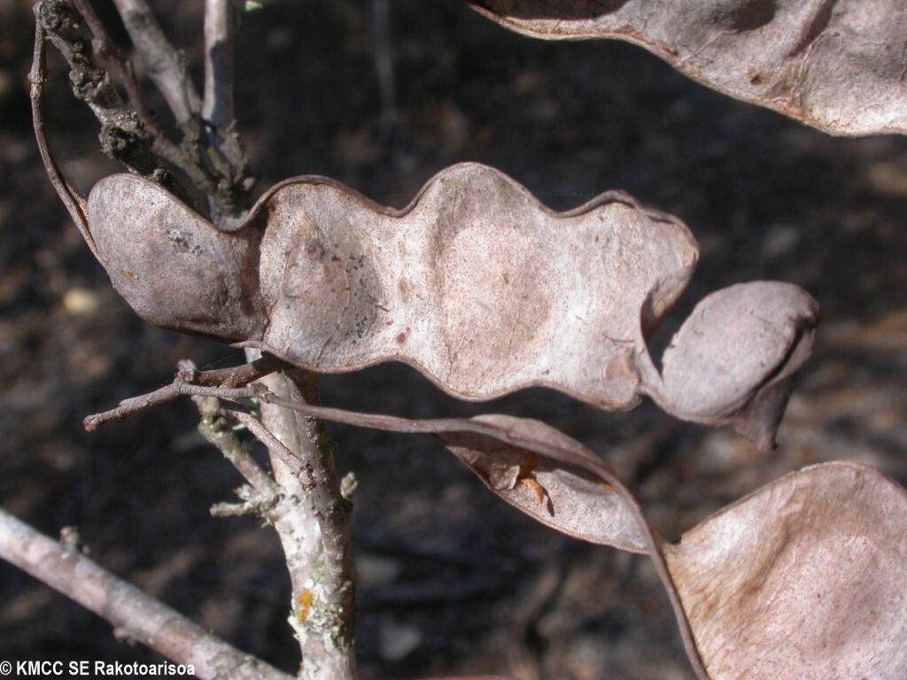 Albizia androyensis — houseplant care guide