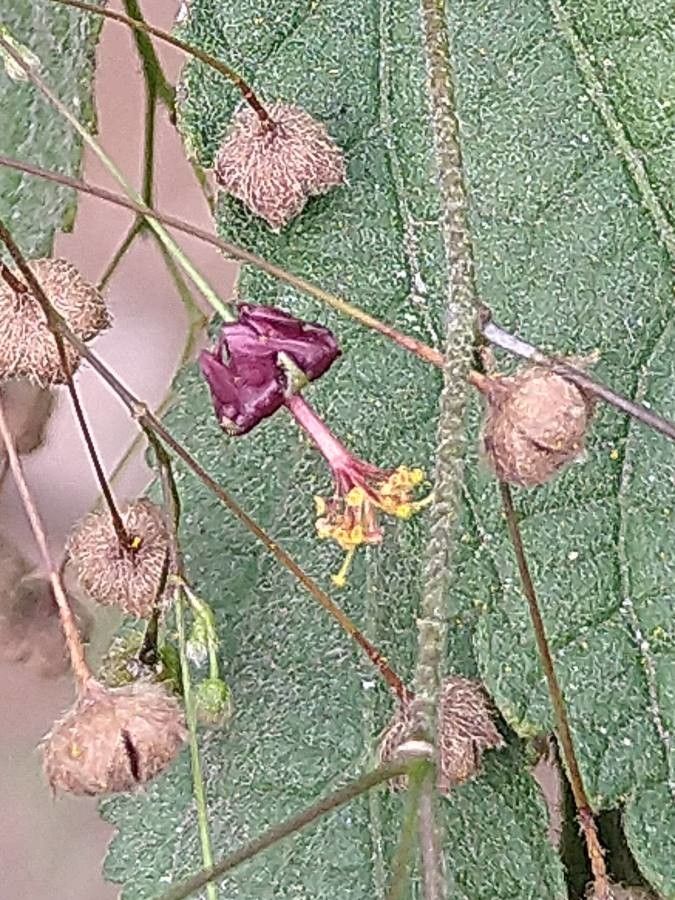 Sidastrum paniculatum flower