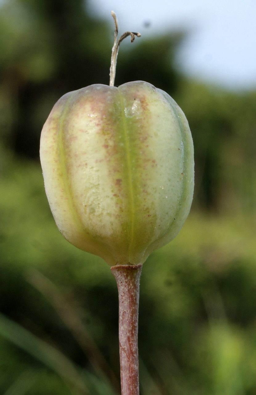 Fritillaria lusitanica fruit