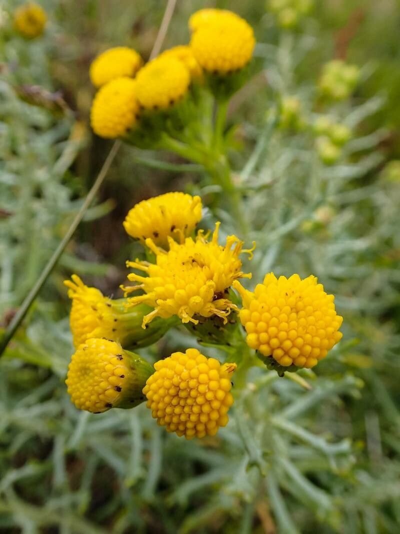 Senecio laseguei — houseplant care guide