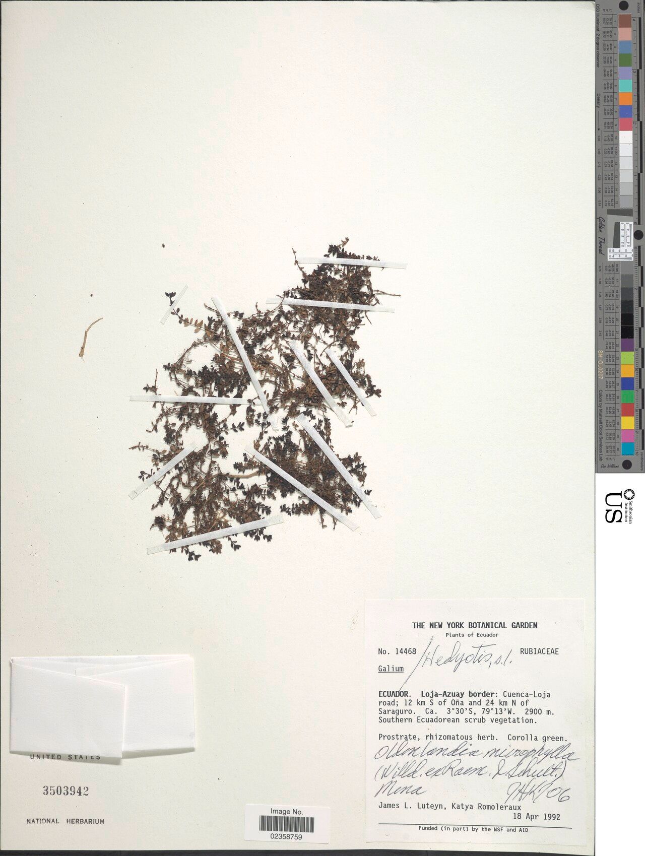 Oldenlandia microphylla — houseplant care guide