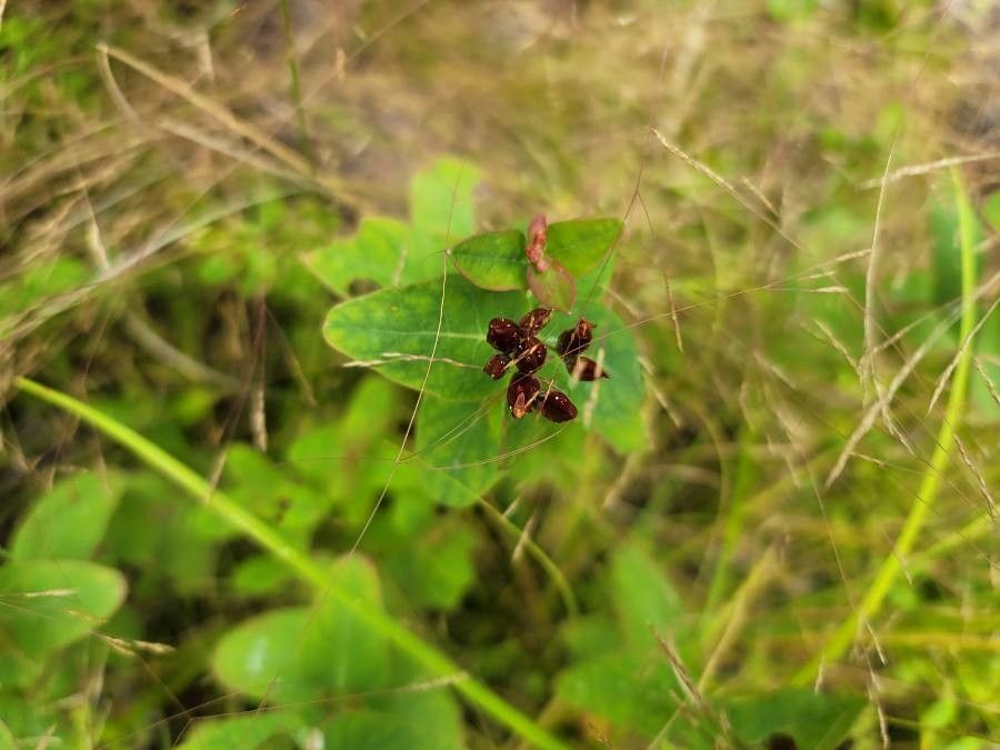 Triadenum fraseri leaf