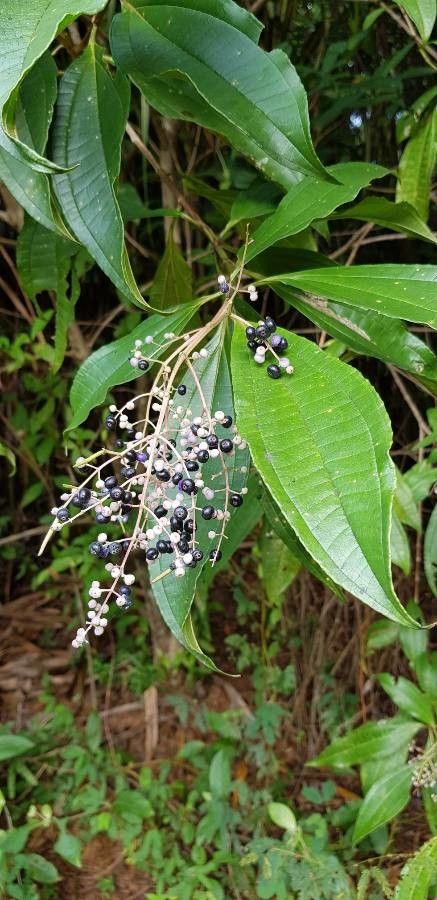 Miconia prasina fruit