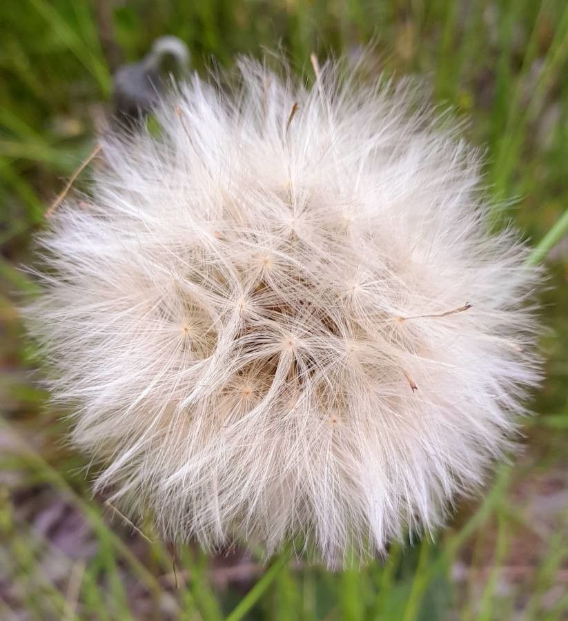 Chaptalia arechavaletae fruit