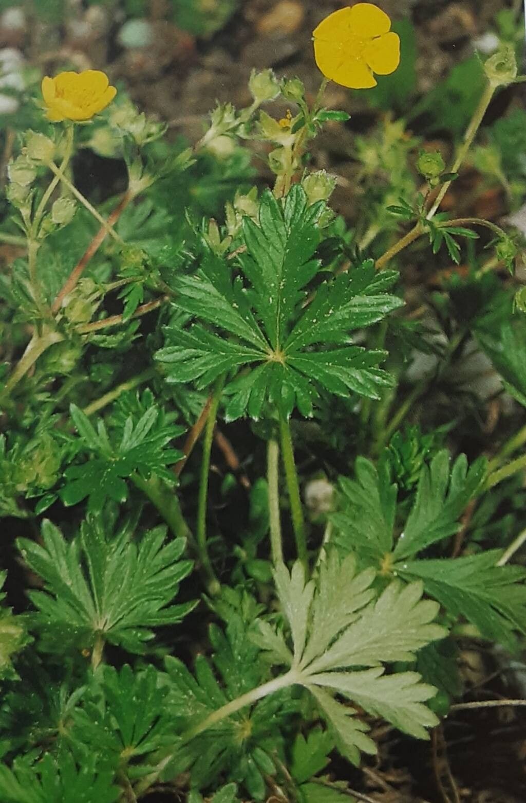 Potentilla leucopolitana — houseplant care guide