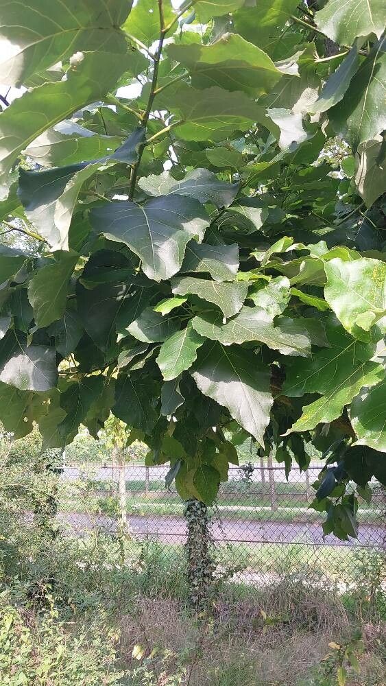 Populus laurifolia — search result for 'Populus'