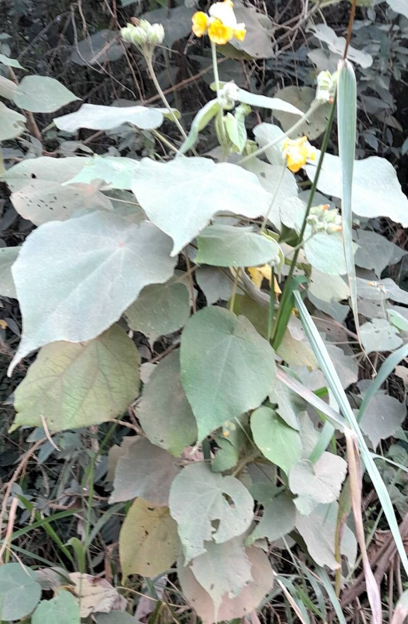 Abutilon umbelliflorum habit