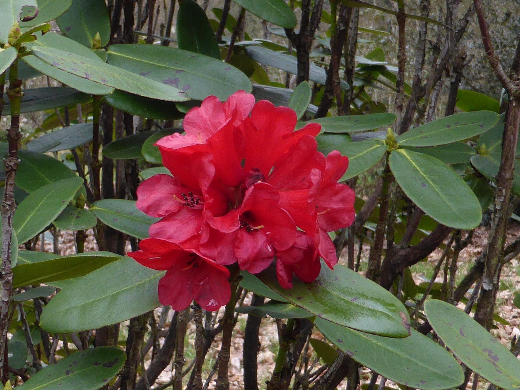 Rhododendron succothii flower