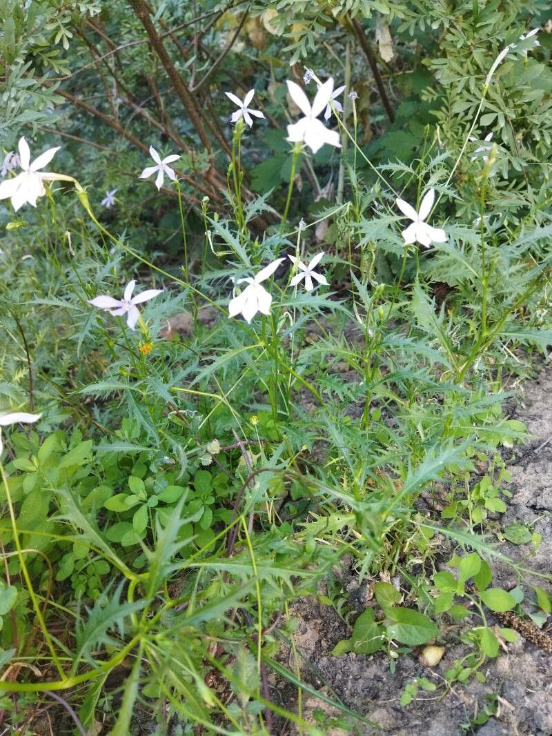 Isotoma anethifolia habit