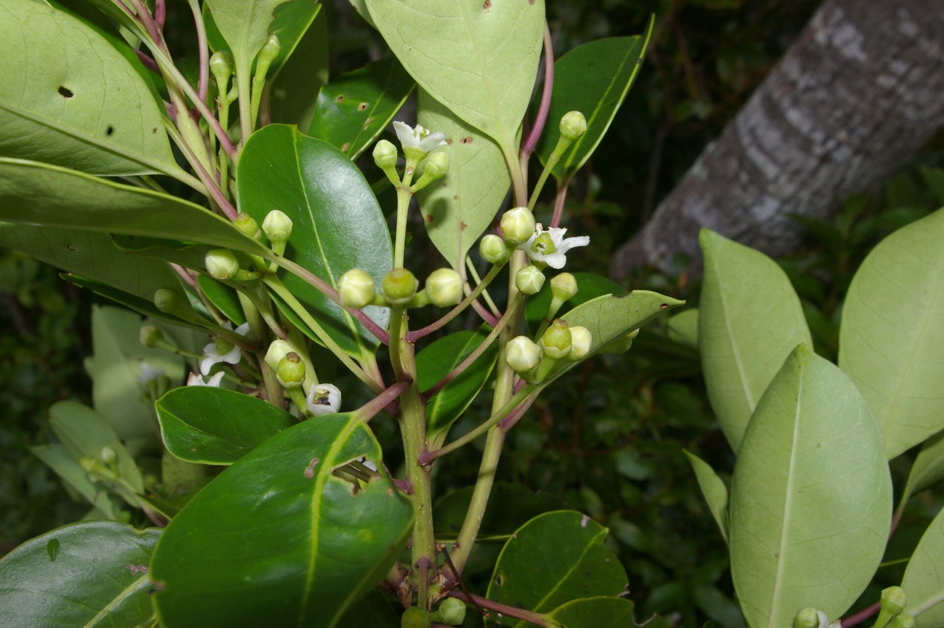 Ilex costaricensis fruit
