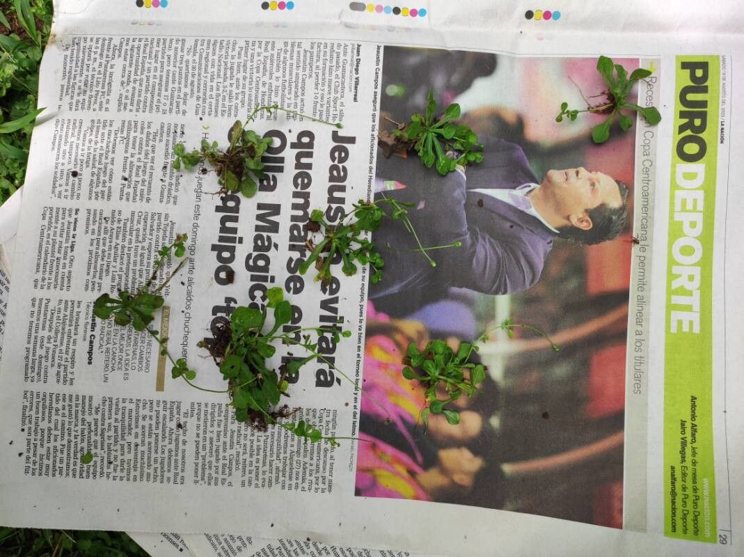 Erigeron cuneifolius — search result for 'Erigeron'