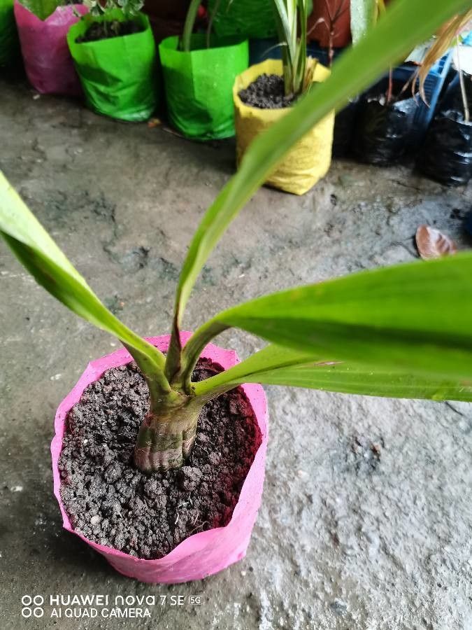 Zygopetalum maculatum bark