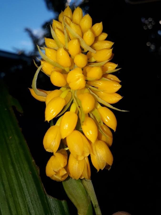 Calanthe ventilabrum — houseplant care guide