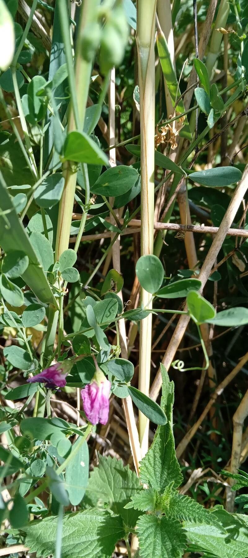 Lathyrus tuberosus — search result for 'Lathyrus'