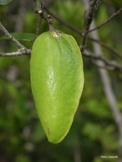 Marsdenia tylophoroides — houseplant care guide