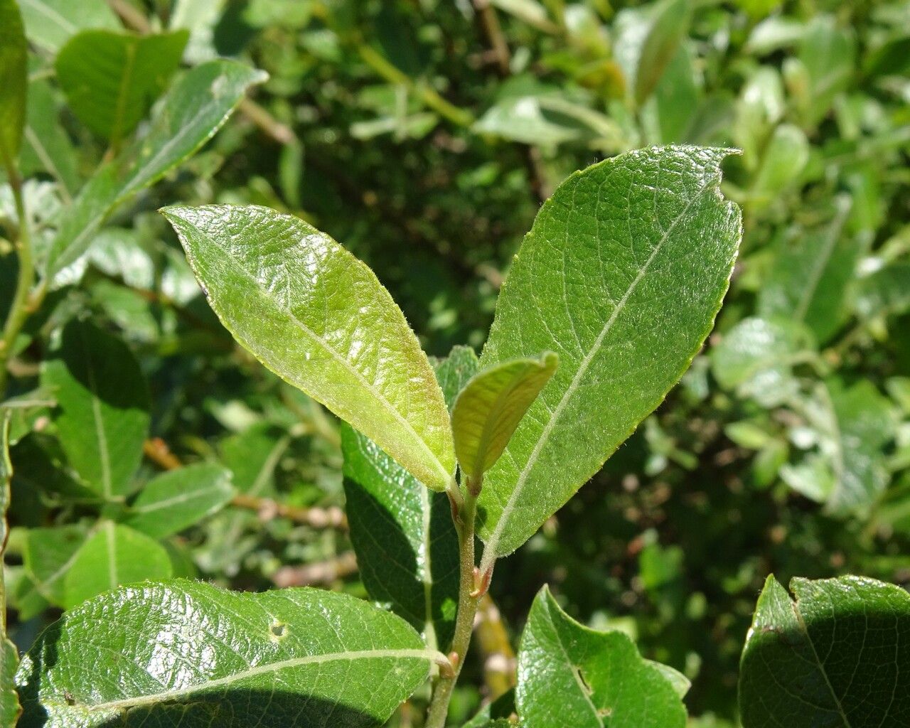 Salix laggeri — soil improver houseplant