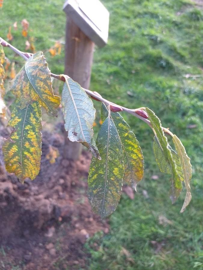 Salix × quercifolia leaf