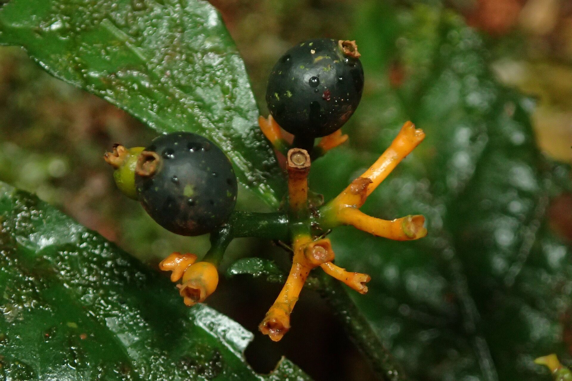 Pavetta suffruticosa fruit