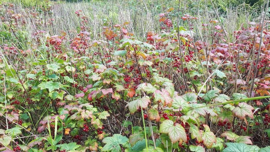 Ribes triste fruit