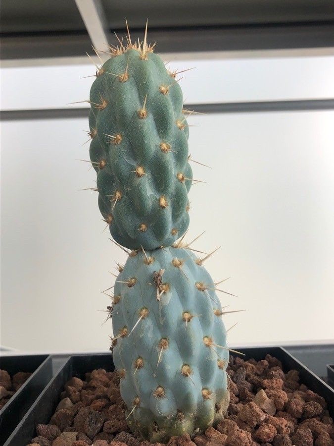 Miqueliopuntia miquelii — houseplant care guide