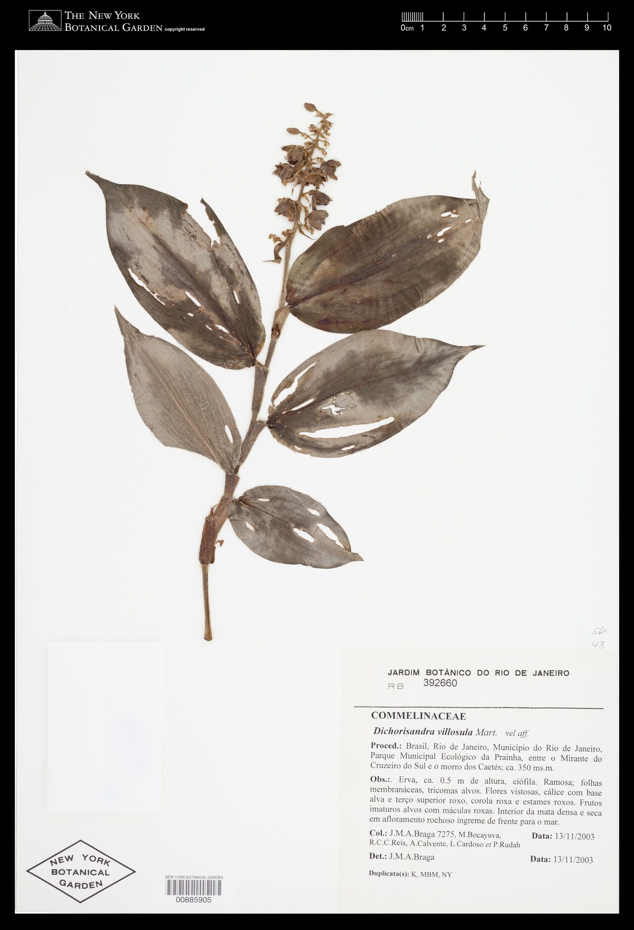 Dichorisandra villosula flower