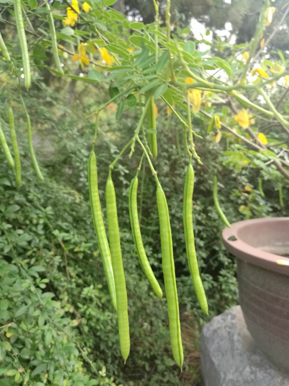 Senna bicapsularis fruit